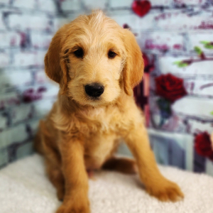 Labradoodle Puppy Wiggins