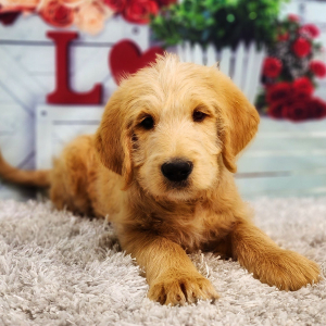 Labradoodle Puppy Wiggins