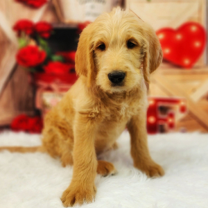 Labradoodle Puppy Wiggins
