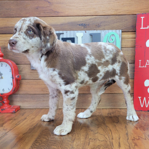 Aussiedor Puppy Abby