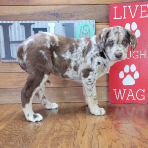 Aussiedor Puppy Abby
