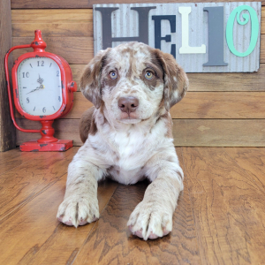 Aussiedor Puppy Abby