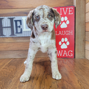 Aussiedor Puppy Abby