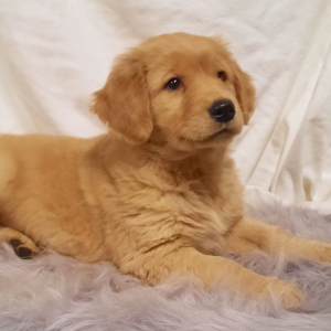 Golden Retriever Puppy Ree