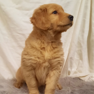 Golden Retriever Puppy Ree