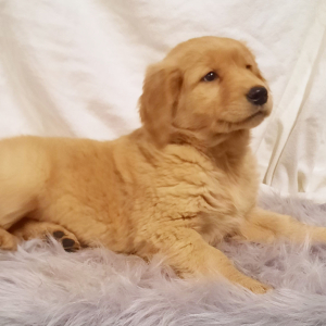 Golden Retriever Puppy Ree