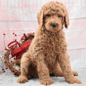 Labradoodle Puppy Daphne