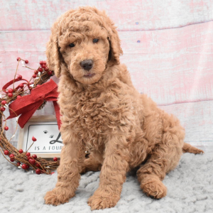 Labradoodle Puppy Daphne