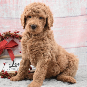 Labradoodle Puppy Daphne