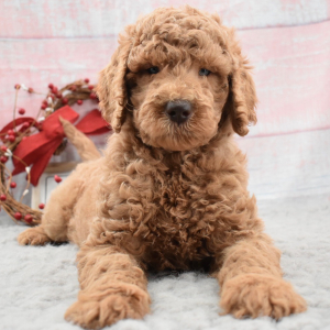 Labradoodle Puppy Daphne