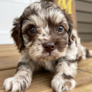 Cockapoo Puppy Jaylee