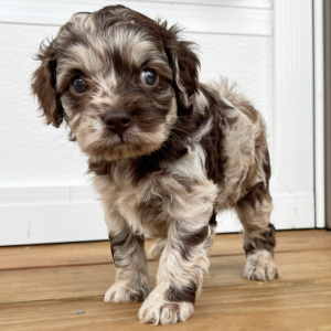 Cockapoo Puppy Jaylee