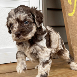 Cockapoo Puppy Jaylee