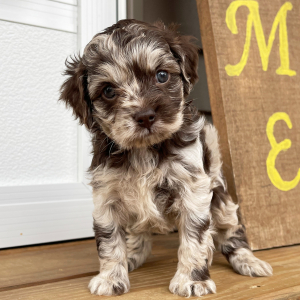 Cockapoo Puppy Jaylee