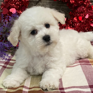 Bichon Frise Puppy Bear