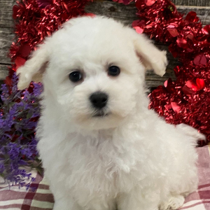 Bichon Frise Puppy Bear