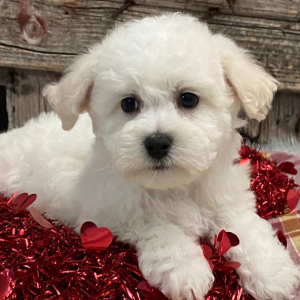 Bichon Frise Puppy Bear