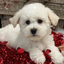 Bichon Frise Puppy Bear