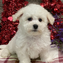 Bichon Frise Puppy Bear