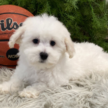 Bichon Frise Puppy Bear