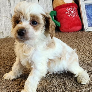 Cavapoo Puppy Landon