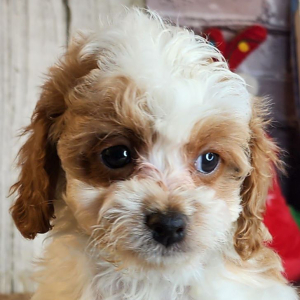 Cavapoo Puppy Landon