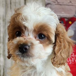 Cavapoo Puppy Landon