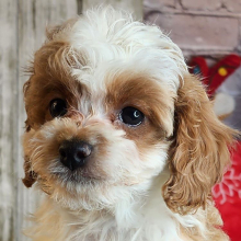 Cavapoo Puppy Landon