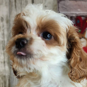 Cavapoo Puppy Landon