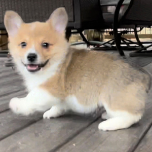 Pembroke Welsh Corgi Puppy Tucker