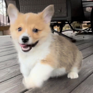 Pembroke Welsh Corgi Puppy Tucker