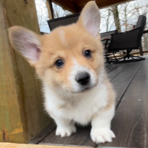 Pembroke Welsh Corgi Puppy Tucker