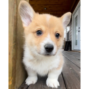 Pembroke Welsh Corgi Puppy Tucker
