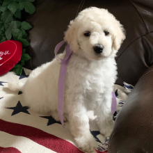 Poodle Puppy Icy Jo