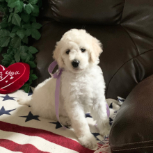 Poodle Puppy Icy Jo