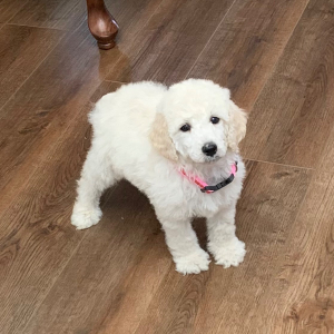 Poodle Puppy Icy Jo