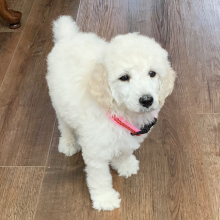 Poodle Puppy Icy Jo