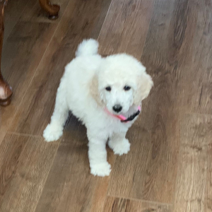 Poodle Puppy Icy Jo