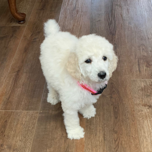 Poodle Puppy Icy Jo