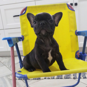 French Bulldog Puppy Janet