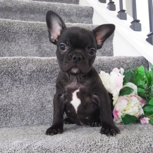 French Bulldog Puppy Janet