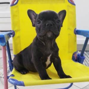 French Bulldog Puppy Janet