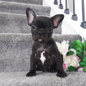French Bulldog Puppy Janet