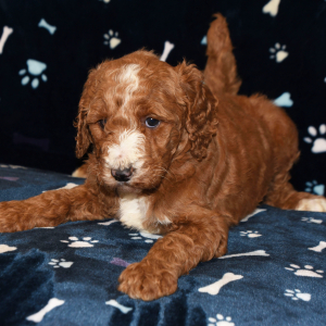 Poodle Puppy Erica