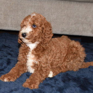 Poodle Puppy Erica