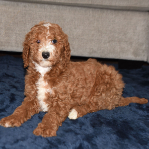 Poodle Puppy Erica