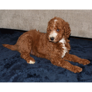 Poodle Puppy Erica