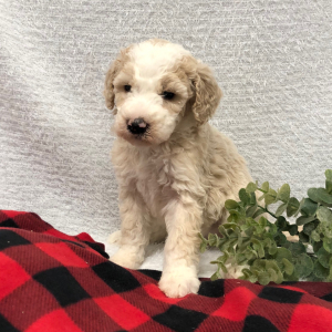Bernedoodle Puppy Merry