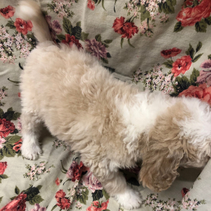 Bernedoodle Puppy Merry