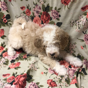 Bernedoodle Puppy Merry